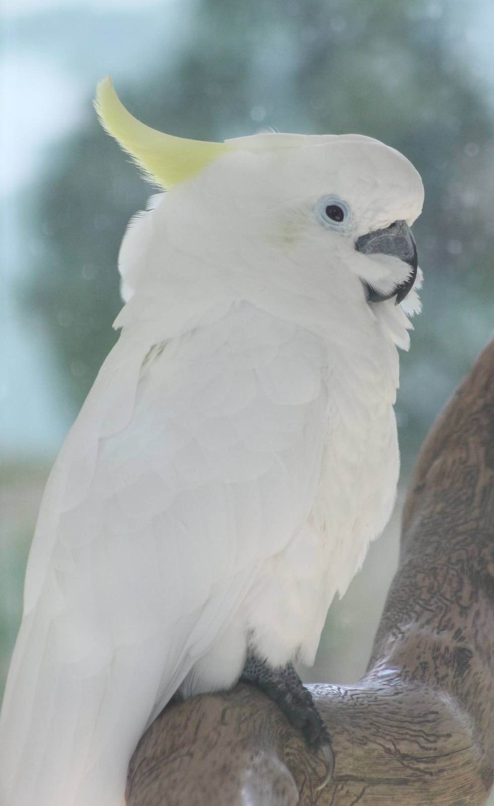 Triton cockatoo