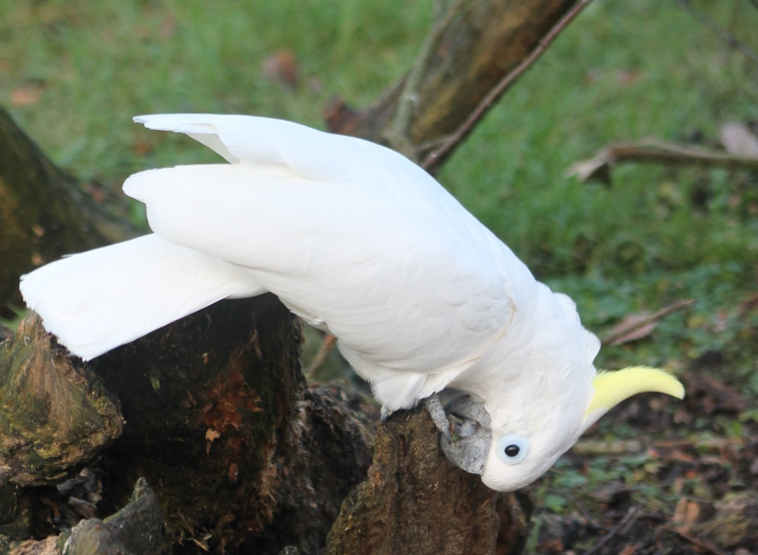 Triton cockatoo