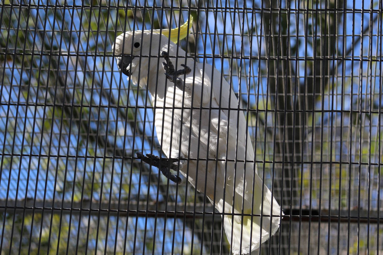 Triton Cockatoo