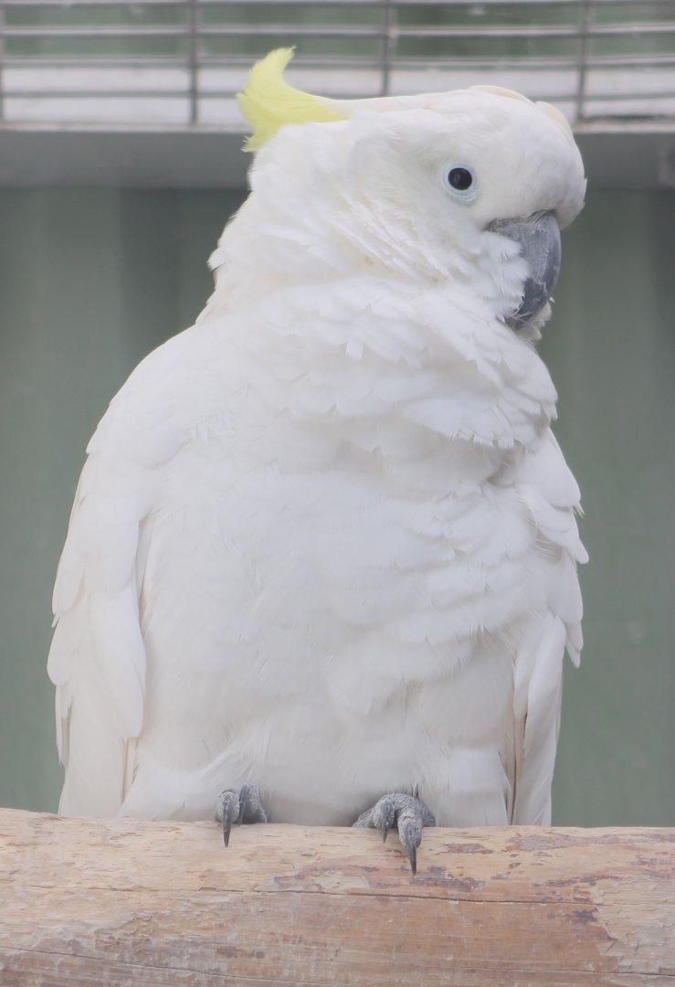 Triton cockatoo