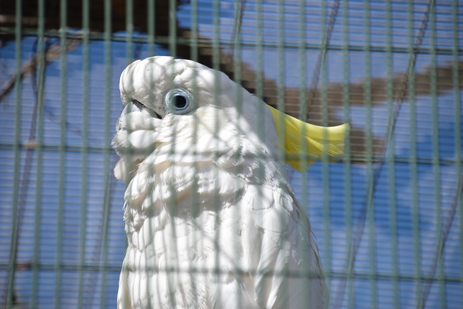 Triton cockatoo