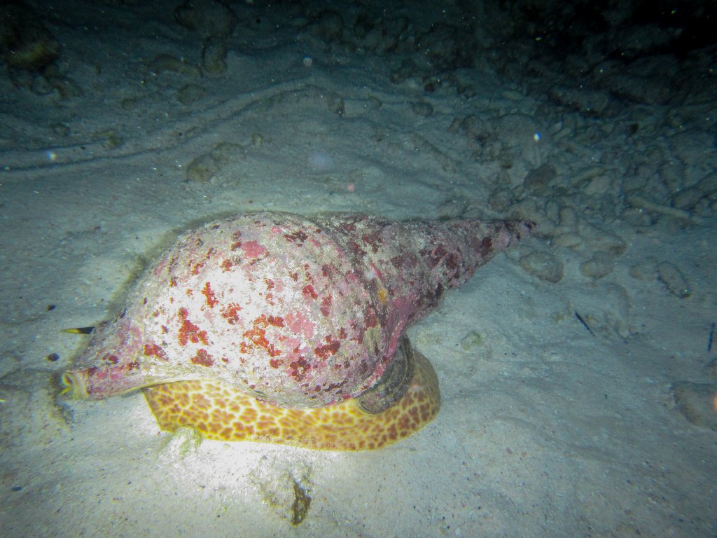 Triton Conch