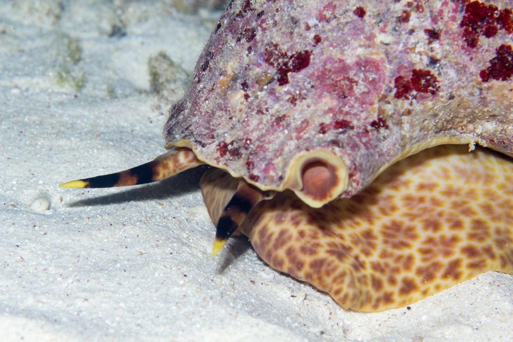Triton Conch