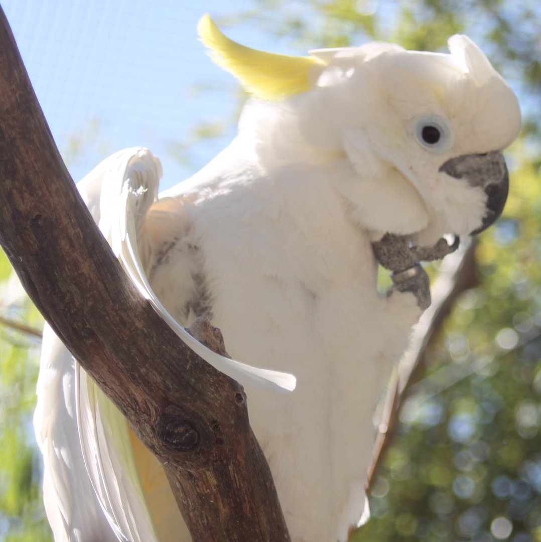 Triton yellow-crested cockatoo