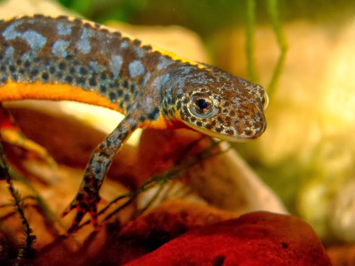 Triturus alpestris