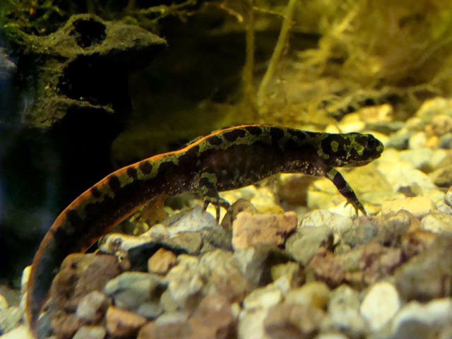 Triturus marmoratus