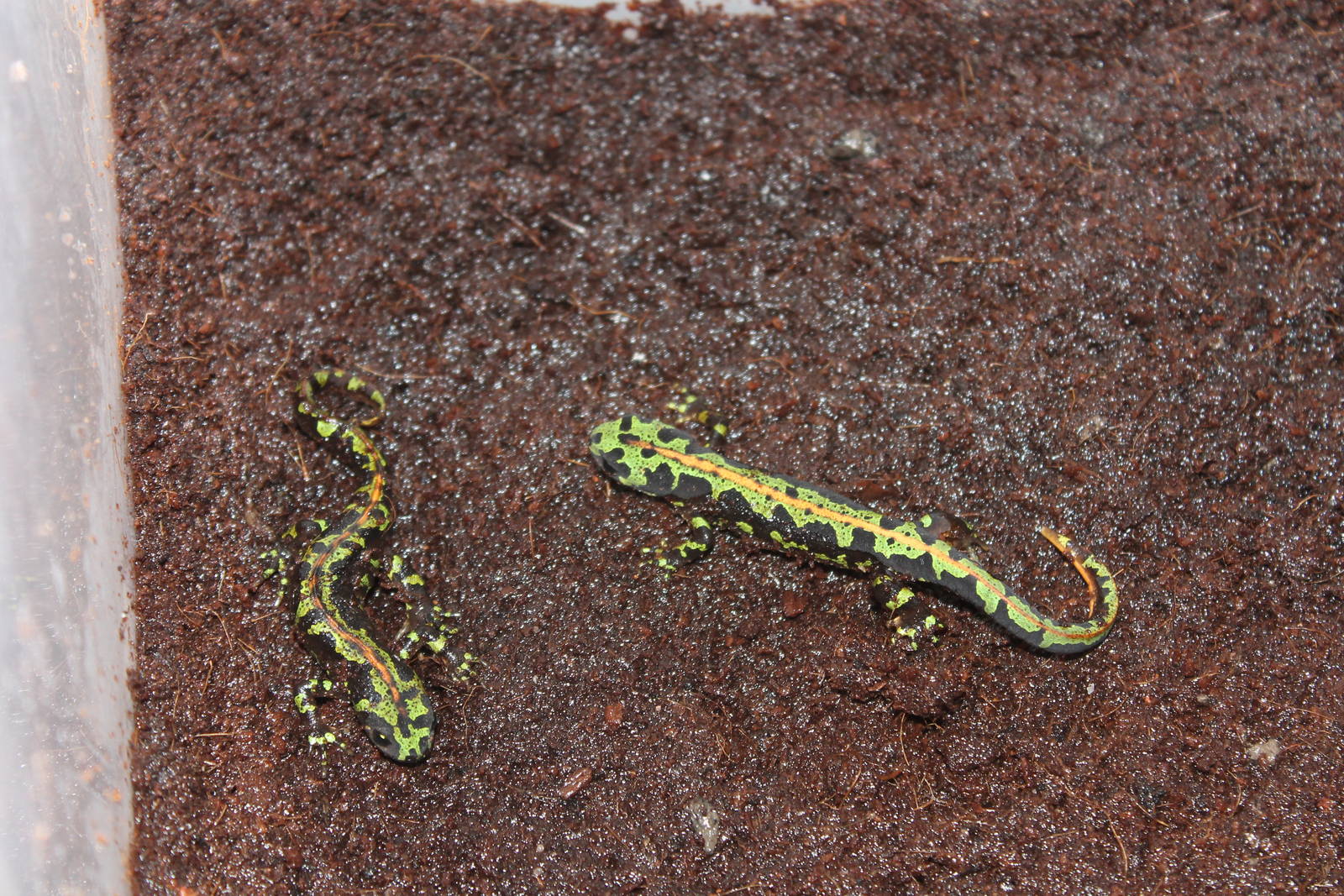 Triturus_marmoratus