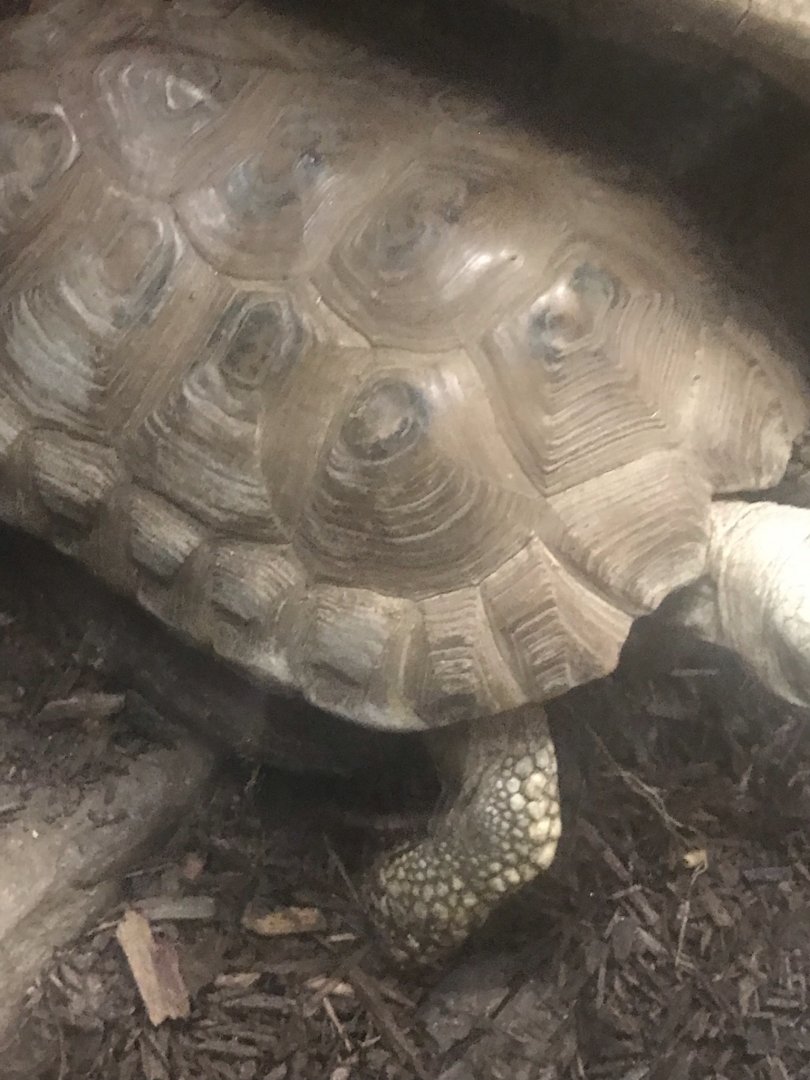 Trncavore tortoise