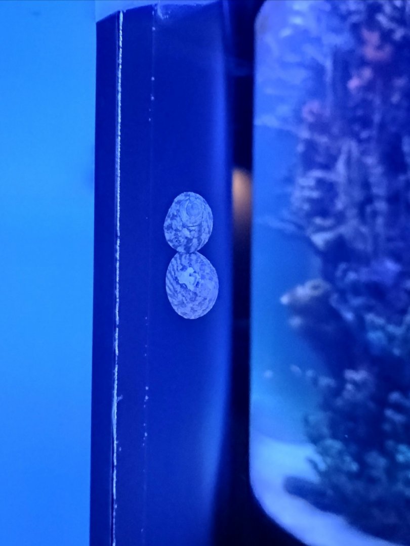 Trochus spp. (6/21/25)