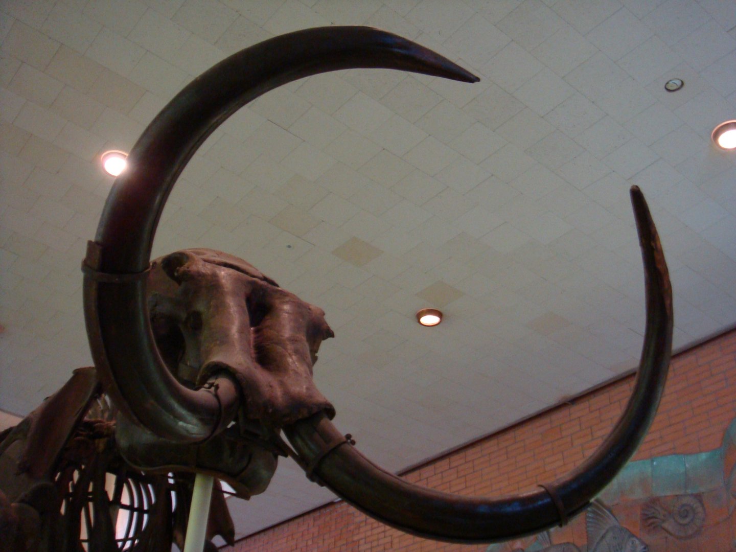 Trofimov's mammoth