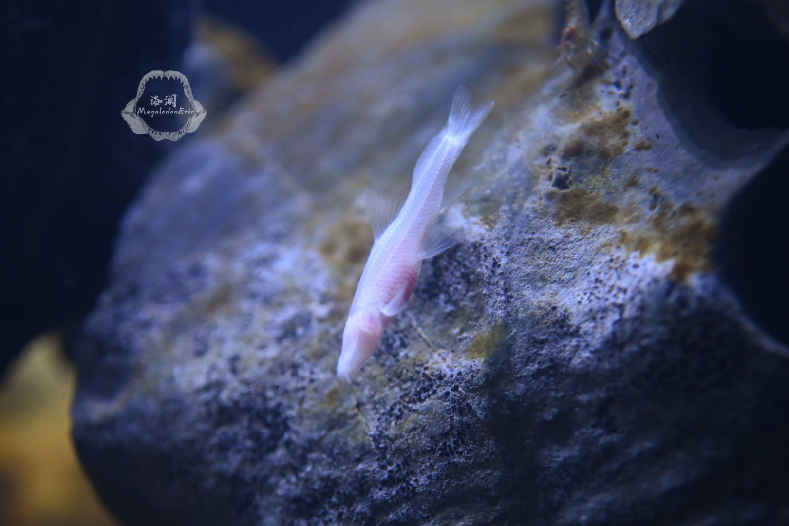 Troglonectes daqikongensis