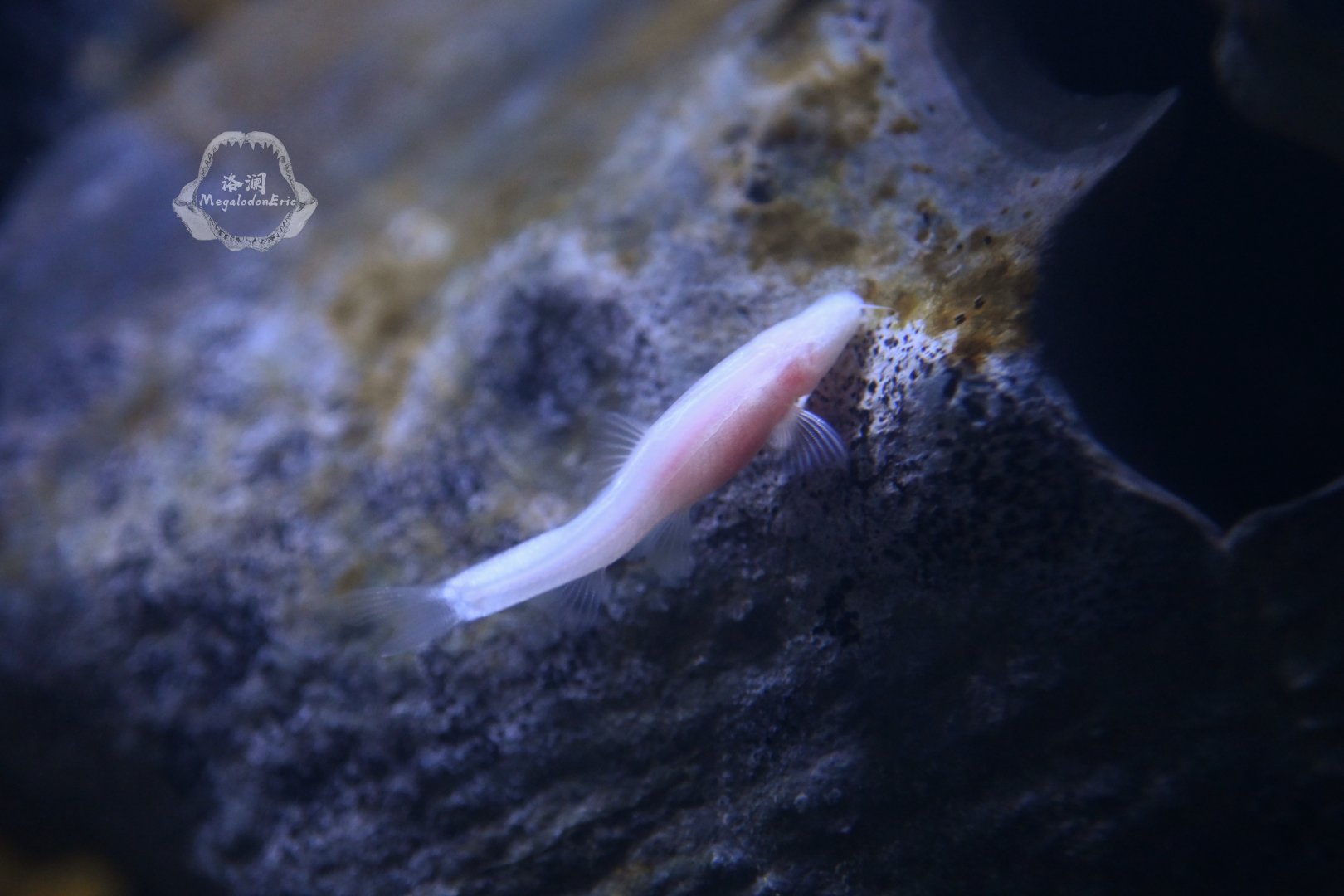 Troglonectes daqikongensis