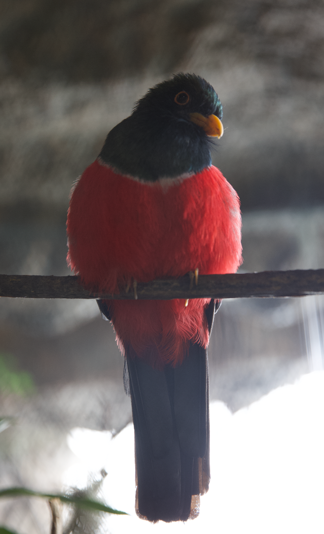 Trogon ID?