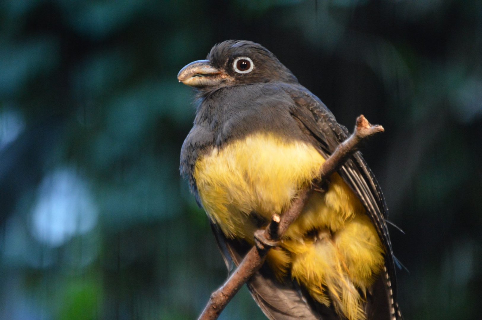 Trogon viridis (New Species on Display)