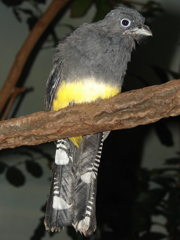 Trogon viridis / White-tailed Trogon (female)