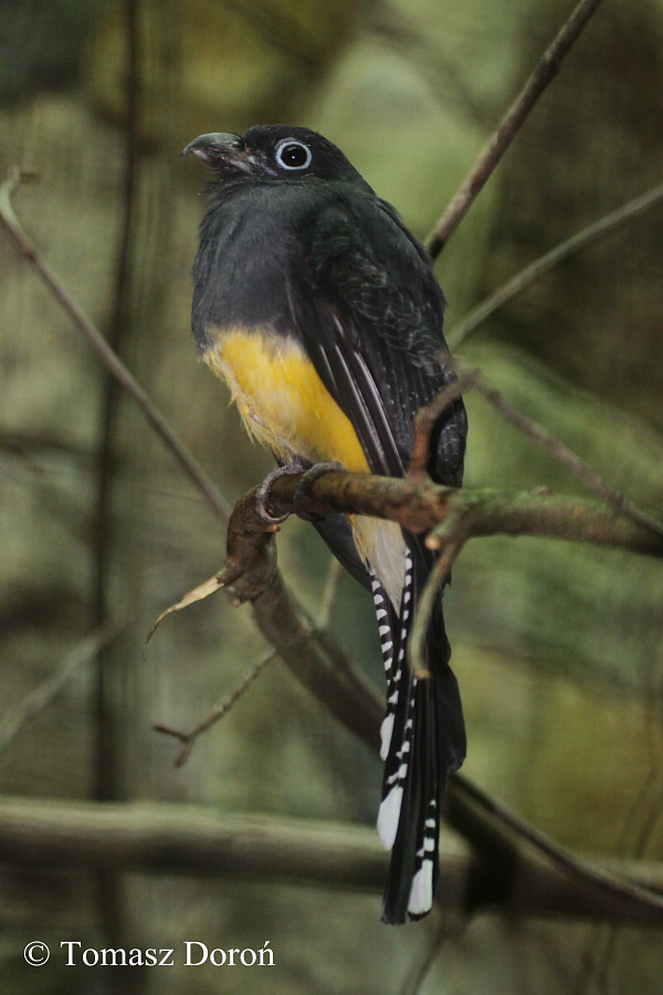 Trogon viridis