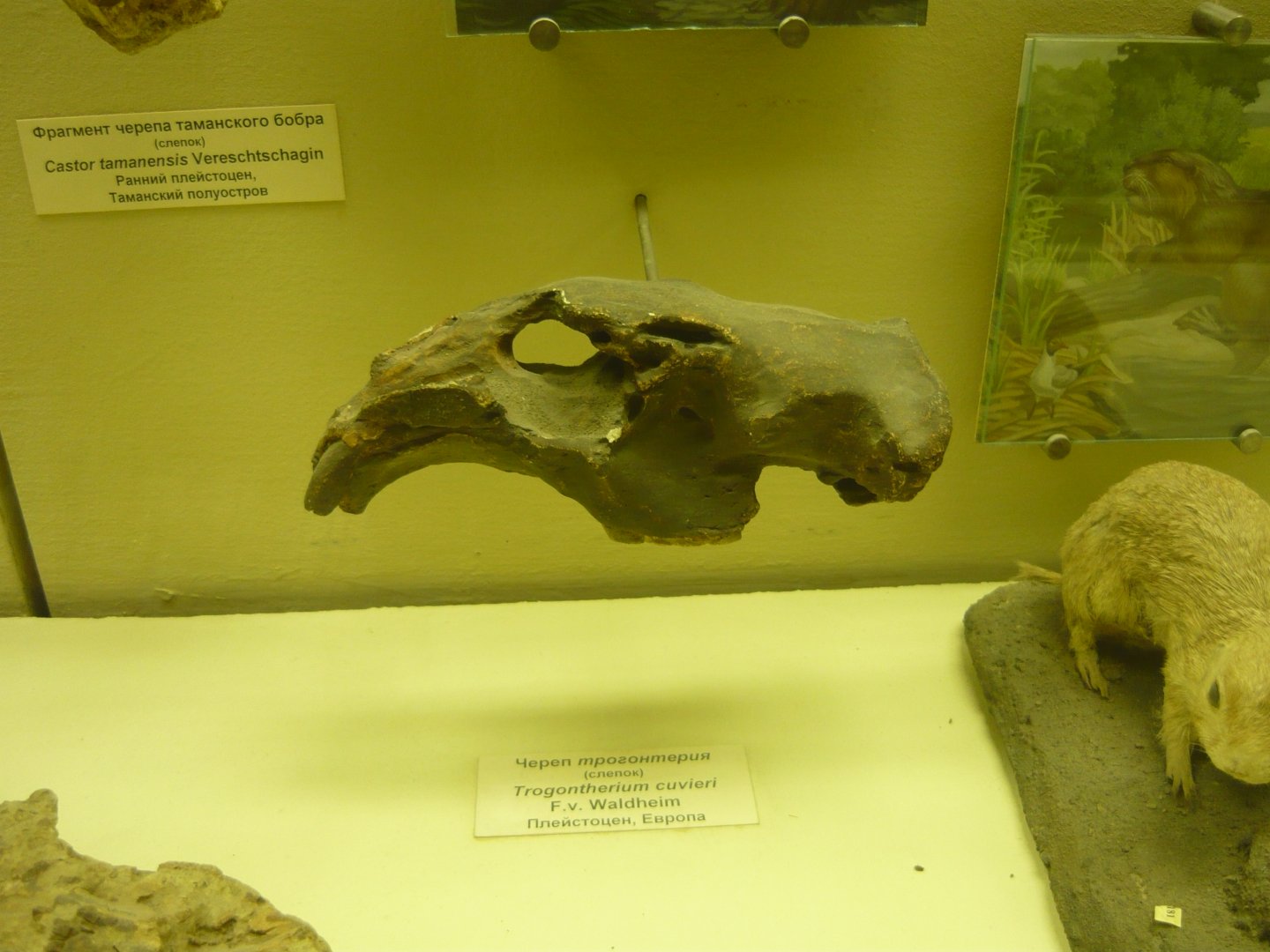 Trogontherium cuvieri skull (cast)