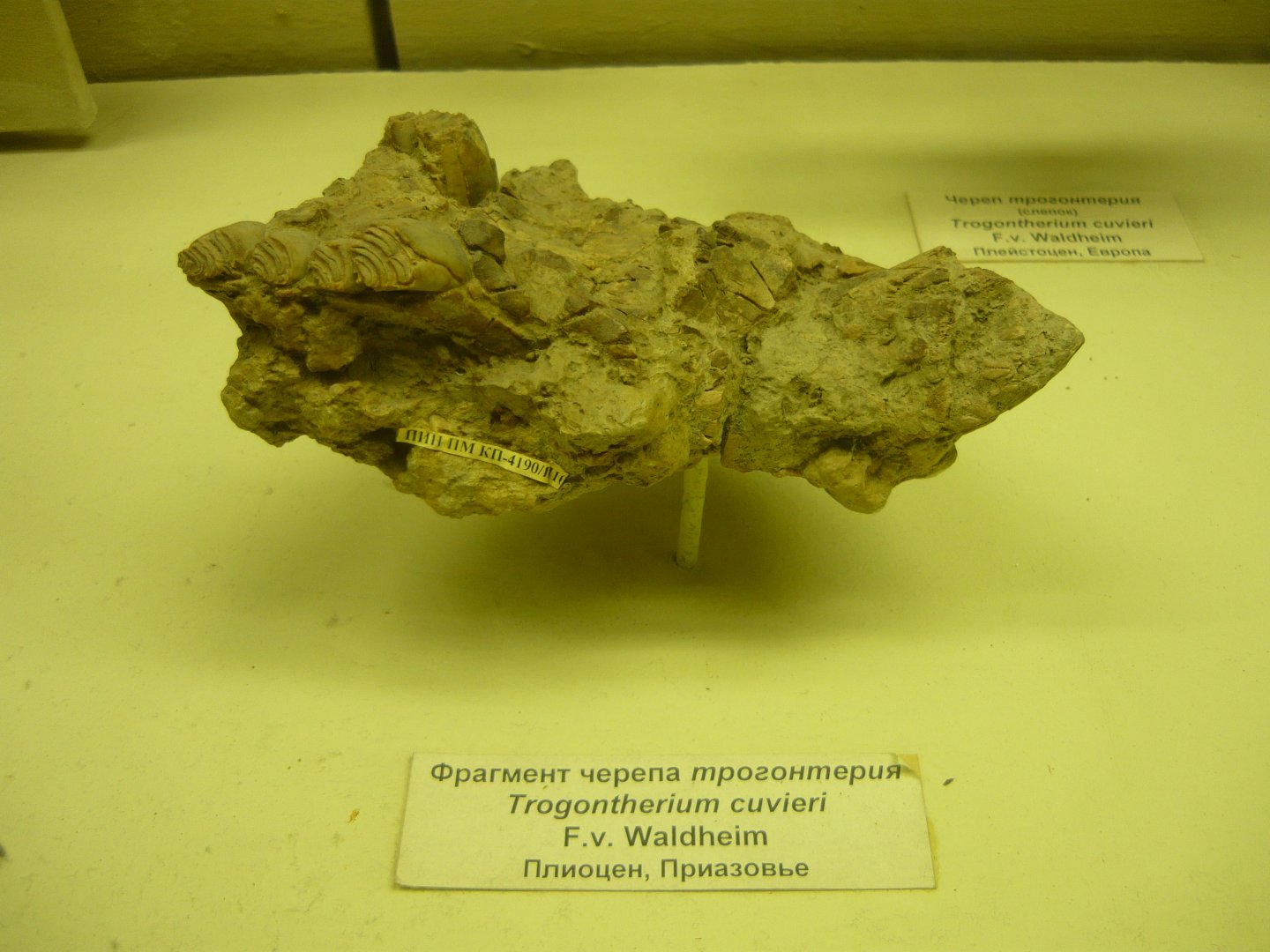 Trogontherium cuvieri skull fragment