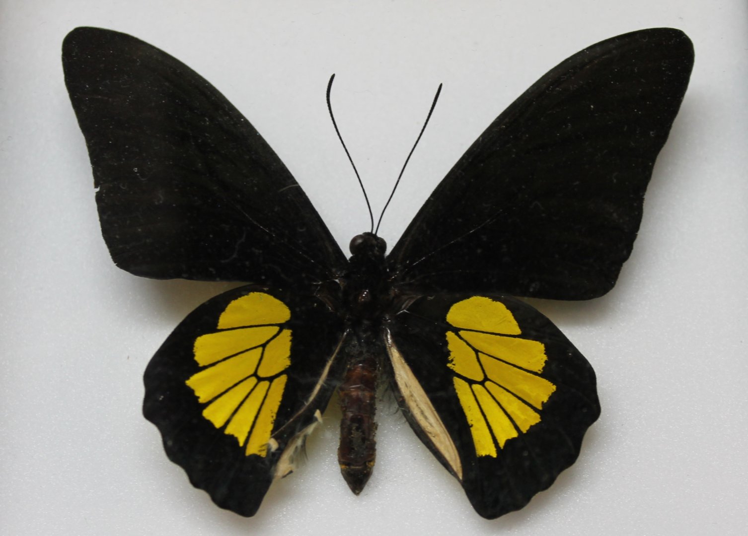 Troides oblongomaculatus papuensis specimen