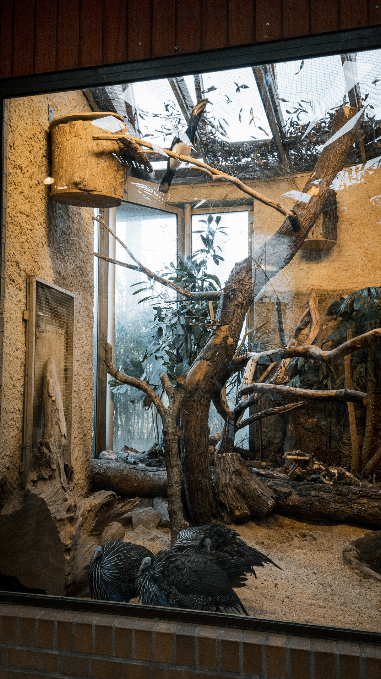 Trompeter Hornbill and Vulturine Guineafowl