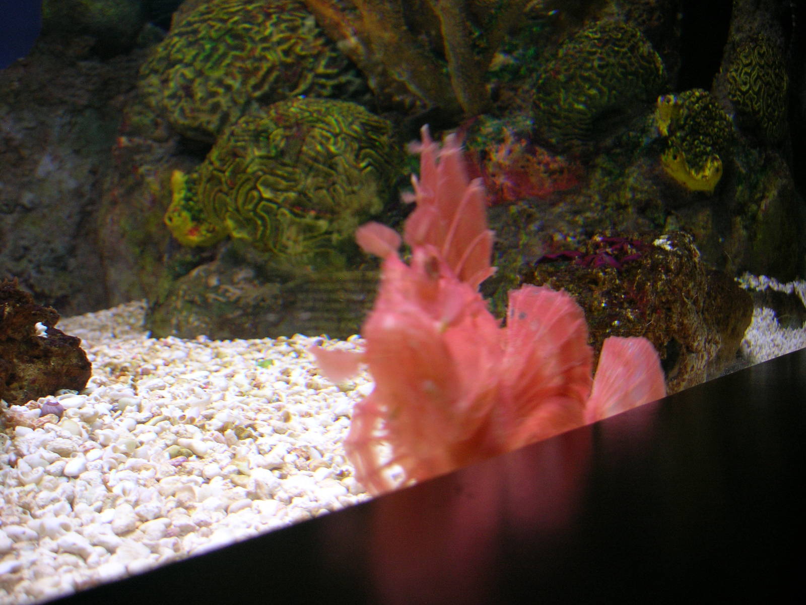 Tropcial Gallery - Scorpion Fish