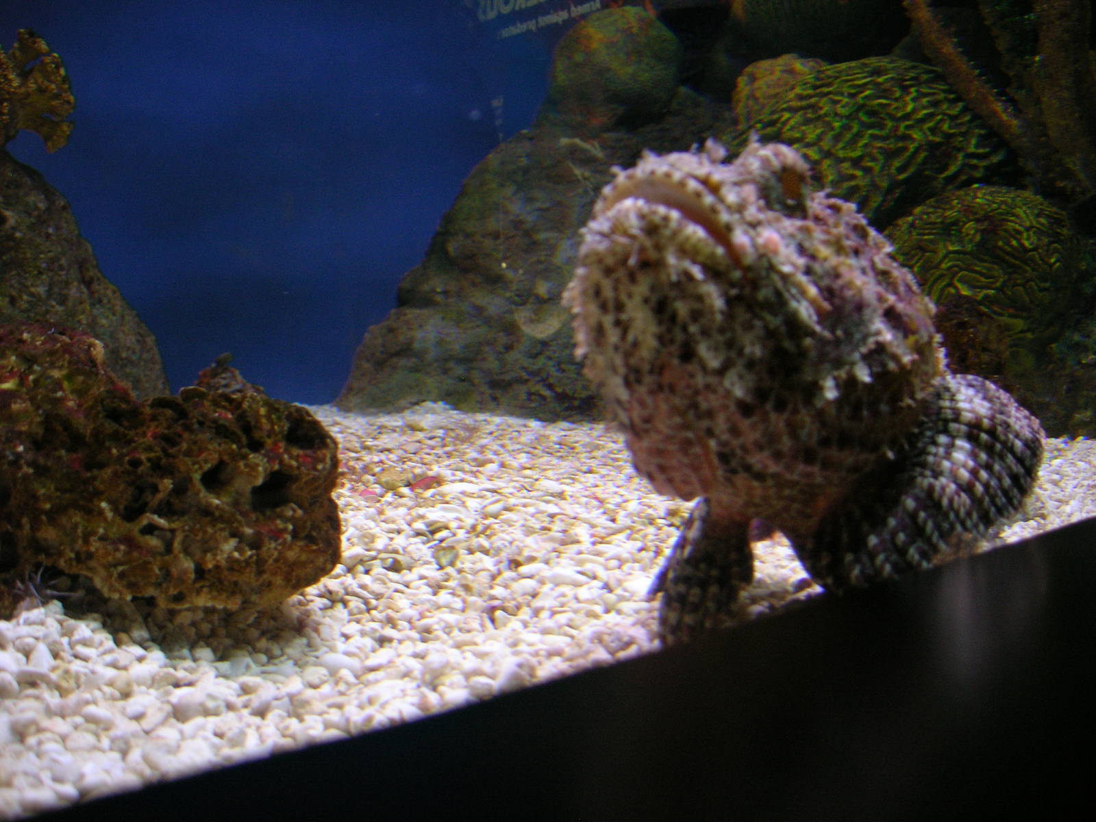 Tropcial Gallery - Stonefish