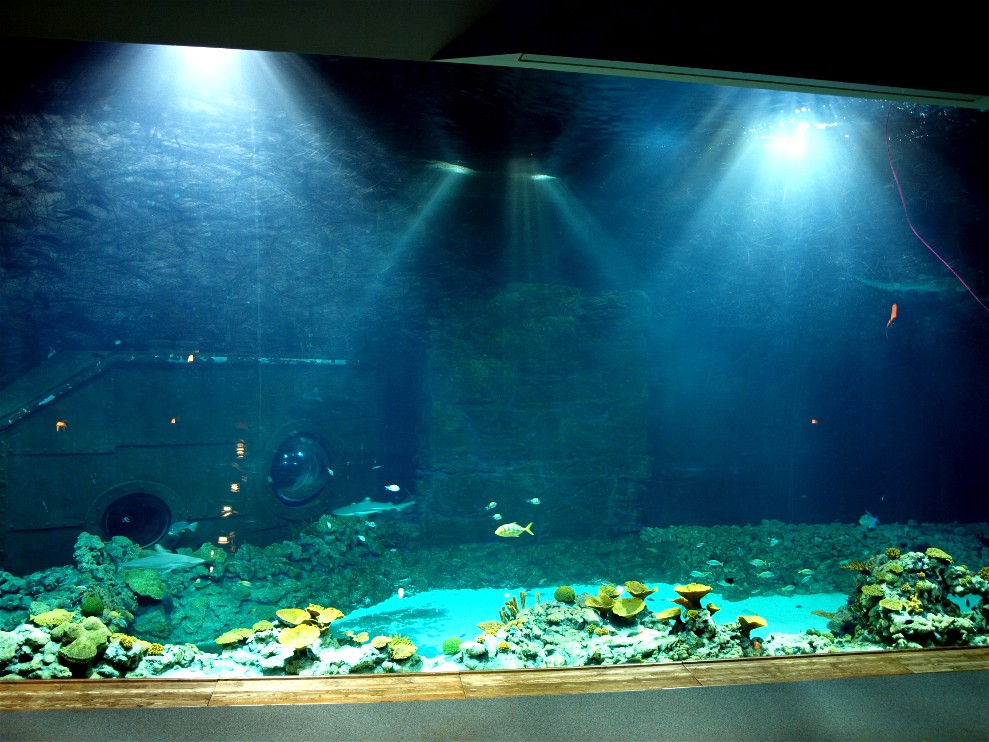 Tropen Aquarium - Ocean tank