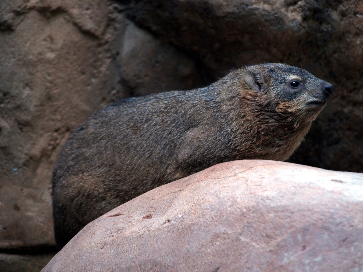 Tropen Aquarium - Rock hyrax