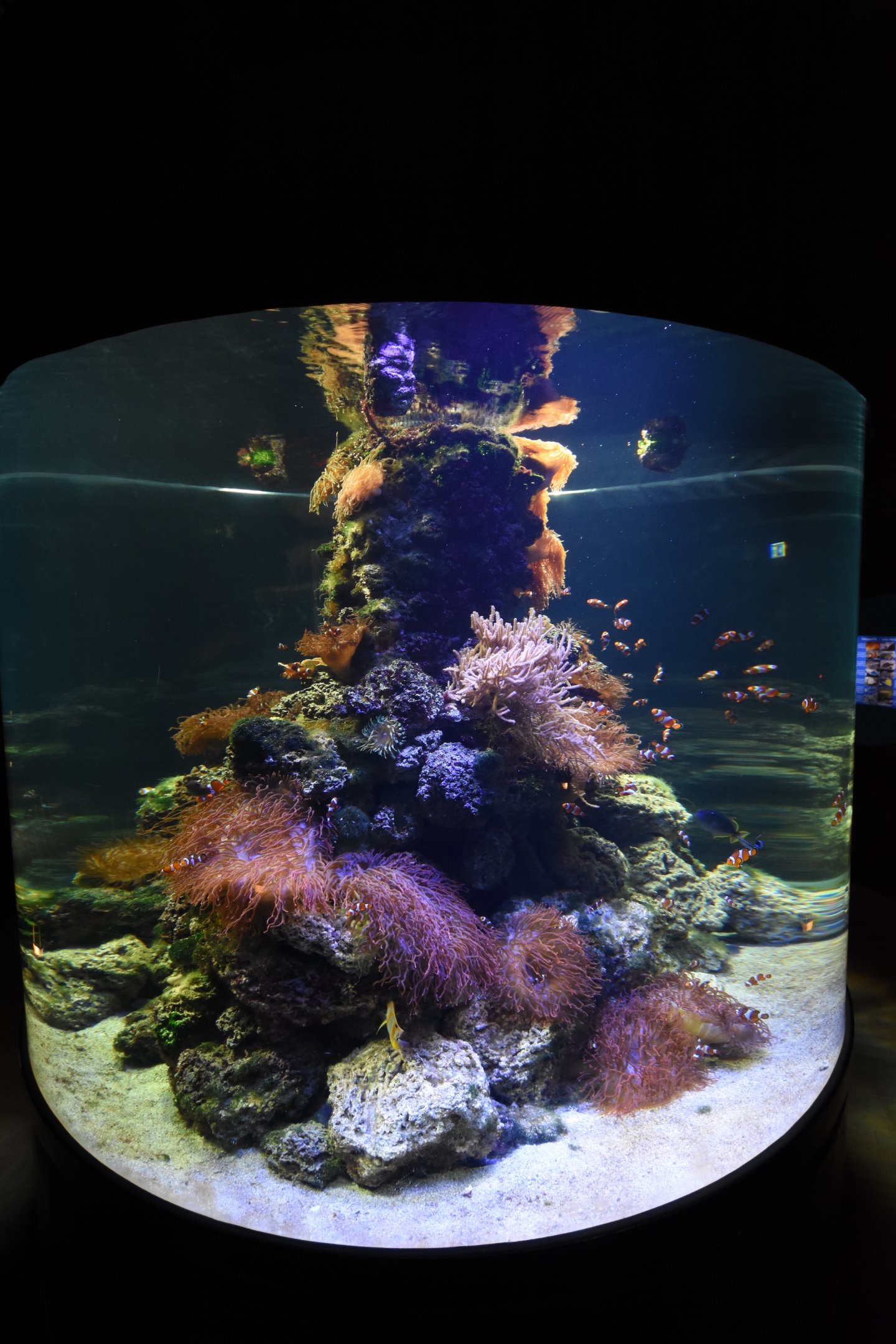 Tropenaquarium - Anemone fish tank