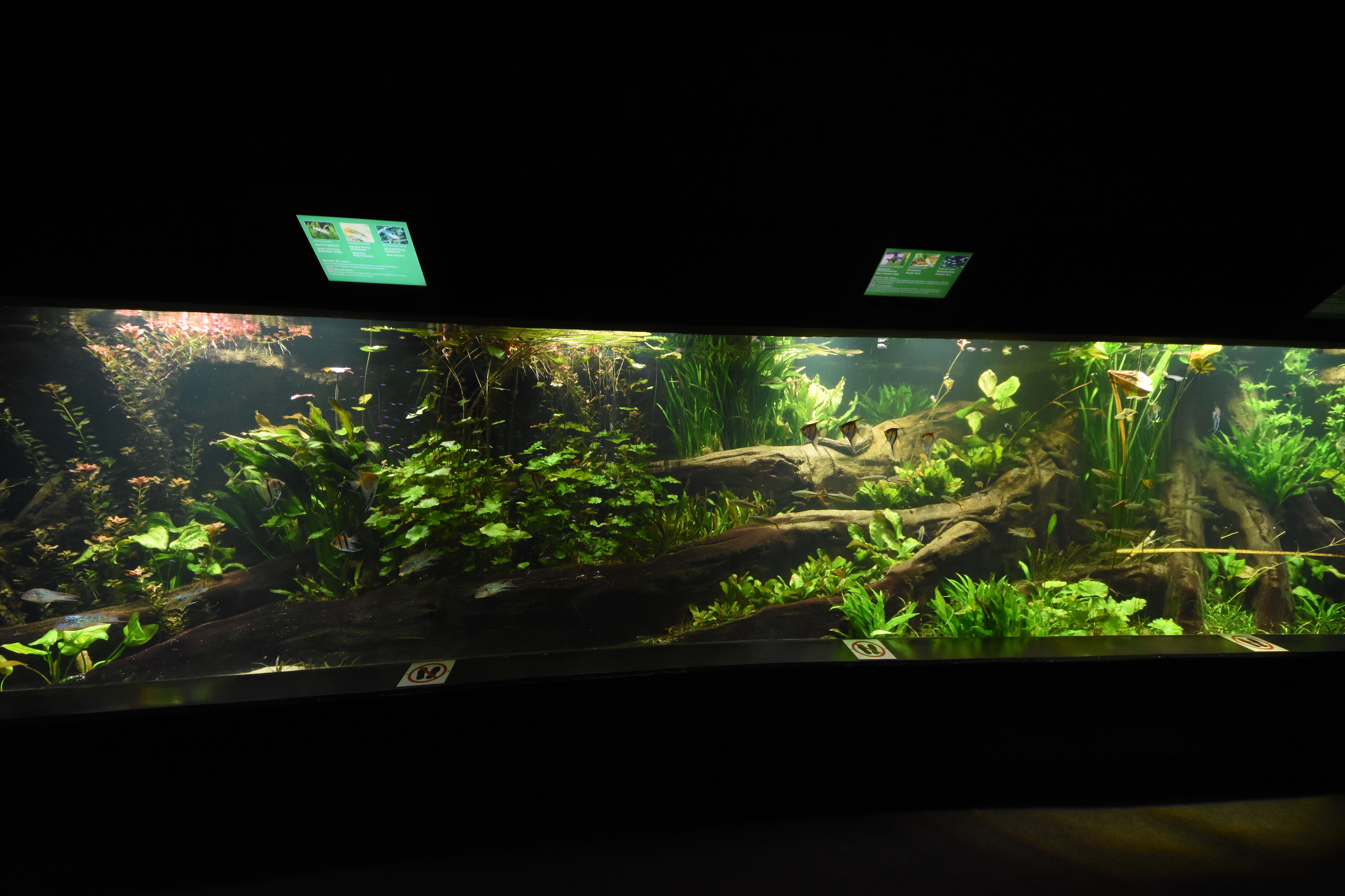 Tropenaquarium - Freshwater tank