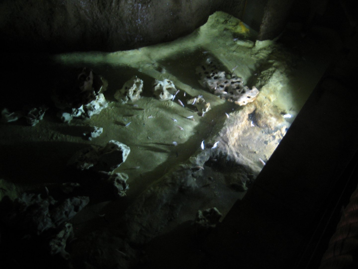 Tropenaquarium Hagenbeck - Cave tetra pond