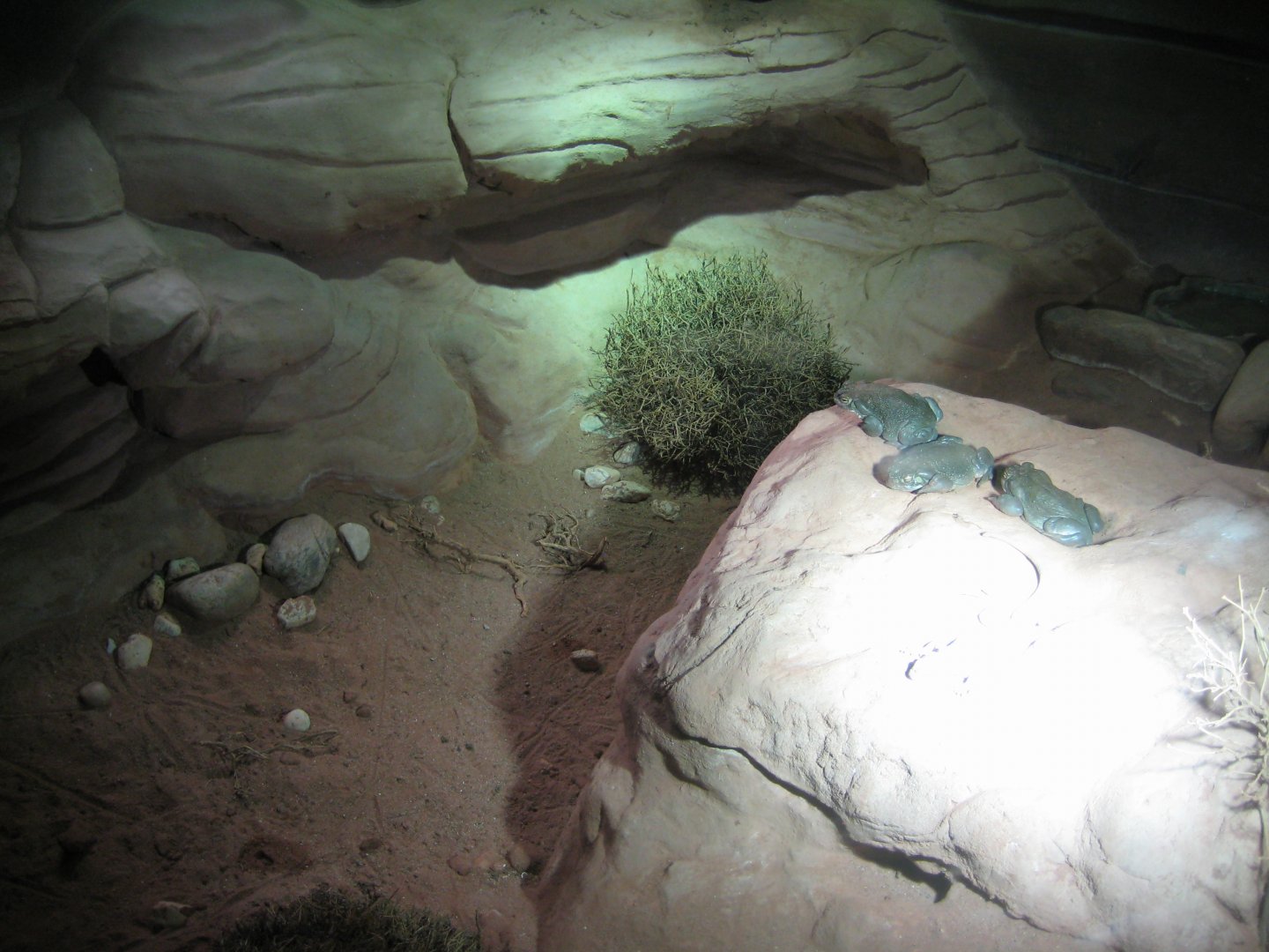 Tropenaquarium Hagenbeck - Desert exhibit