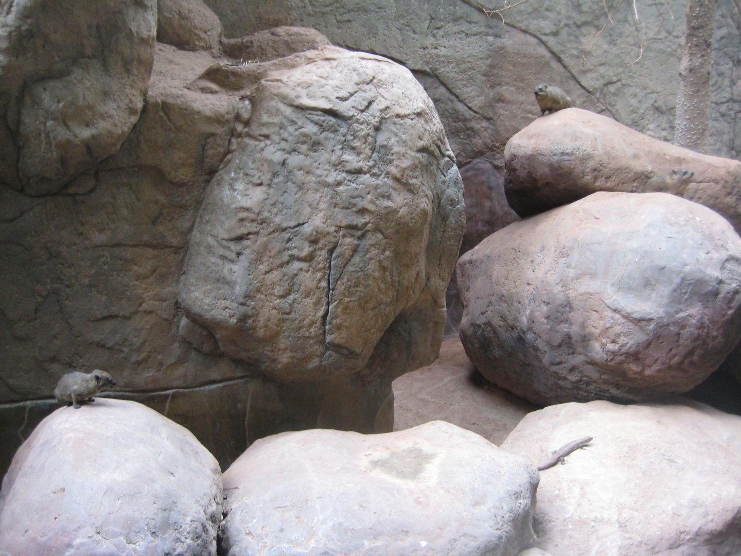 Tropenaquarium Hagenbeck - Hyrax exhibit