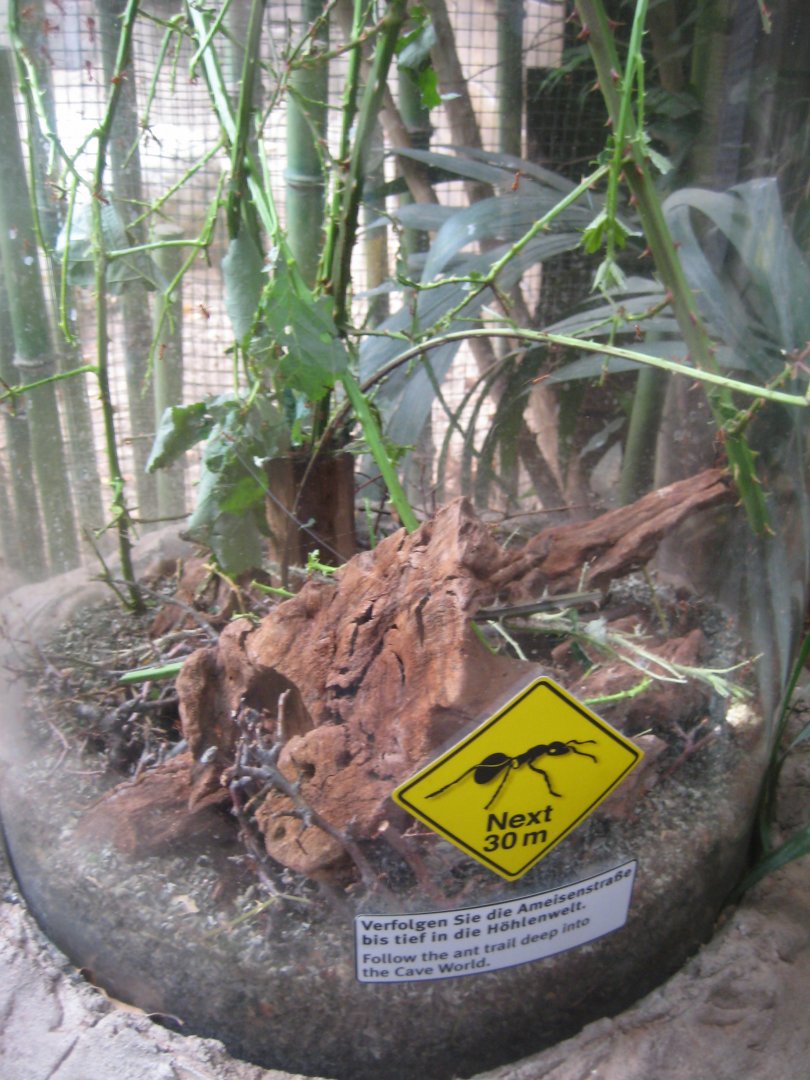 Tropenaquarium Hagenbeck - Leaf-cutter ant exhibit