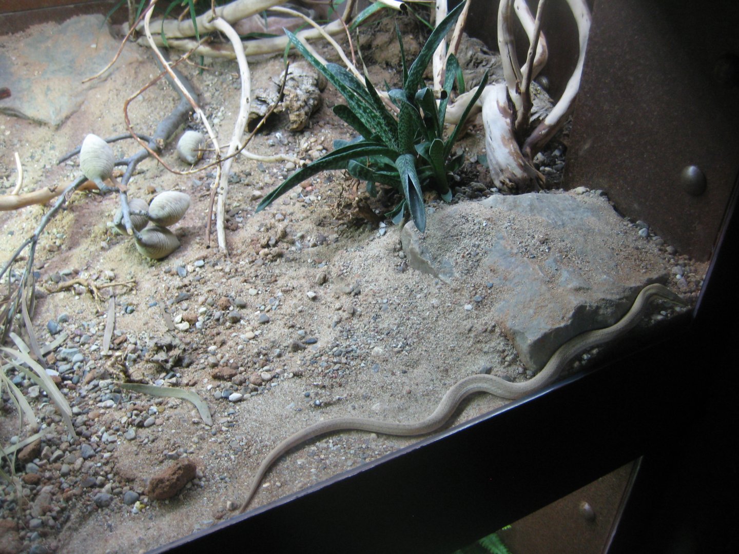 Tropenaquarium Hagenbeck - Legless lizard exhibit