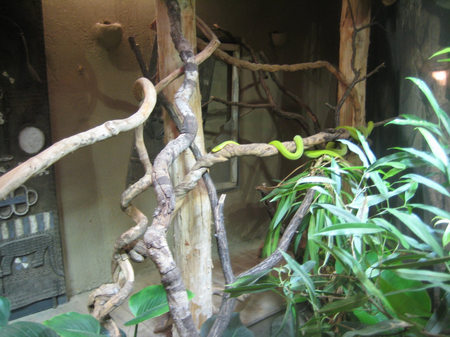 Tropenaquarium Hagenbeck - Mamba exhibit