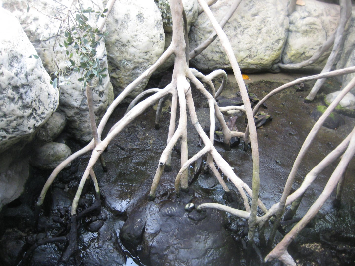 Tropenaquarium Hagenbeck - Mangrove exhibit