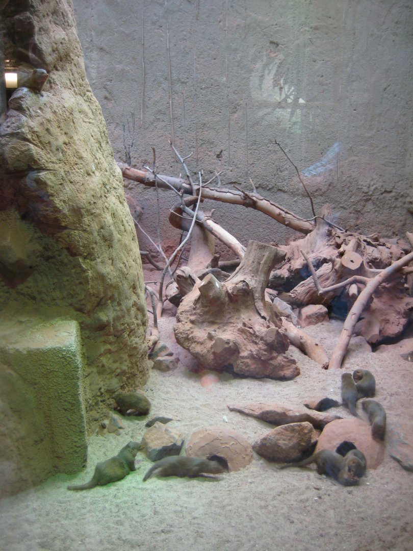 Tropenaquarium Hagenbeck - Mongoose exhibit
