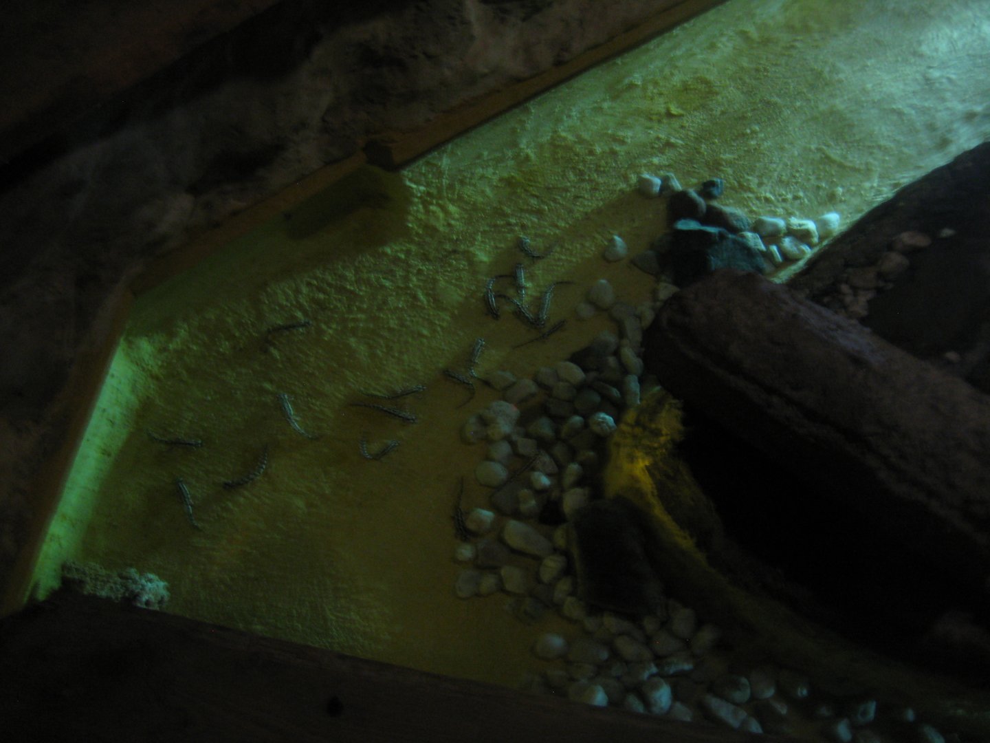 Tropenaquarium Hagenbeck - Newt pond