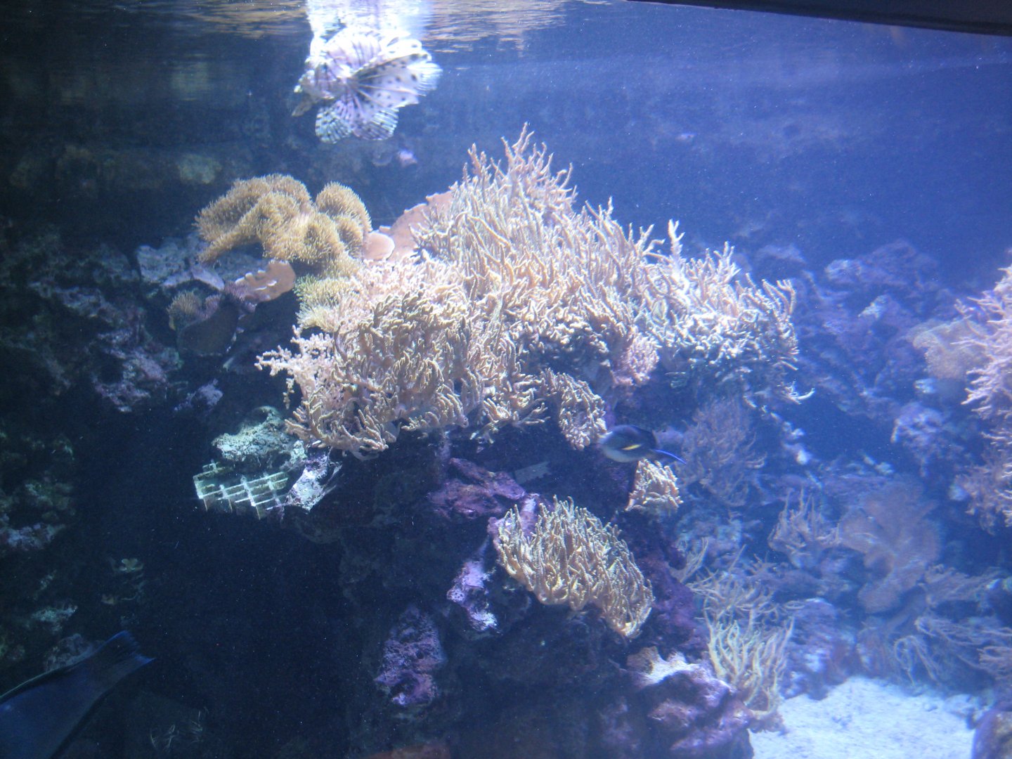 Tropenaquarium Hagenbeck - Red Sea tank