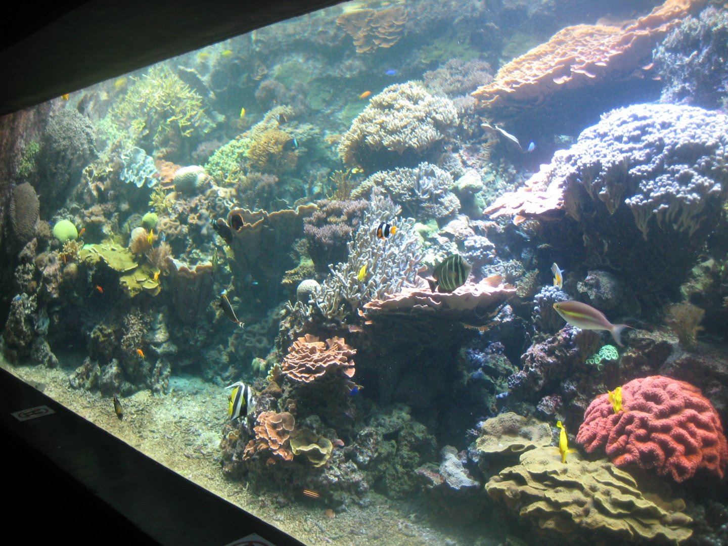 Tropenaquarium Hagenbeck - Reef tank