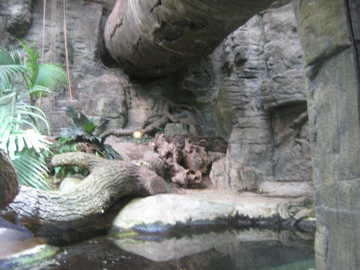 Tropenaquarium Hagenbeck - Reticulated python exhibit
