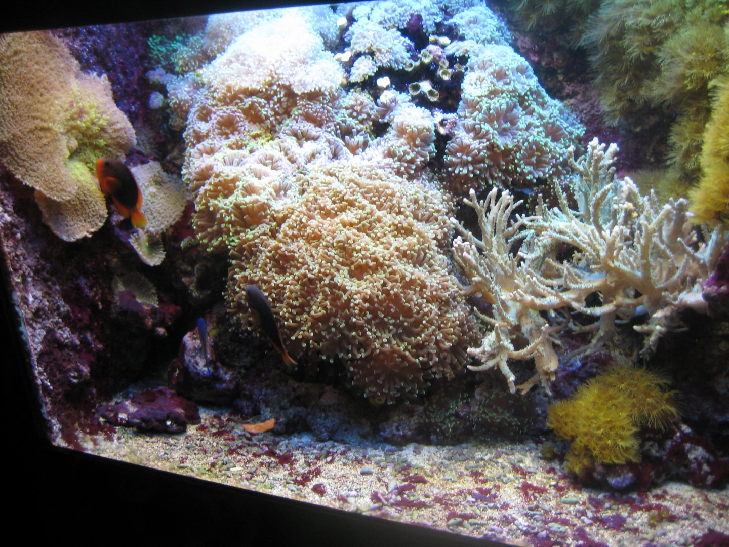 Tropenaquarium Hagenbeck - Saddleback anemonefish tank