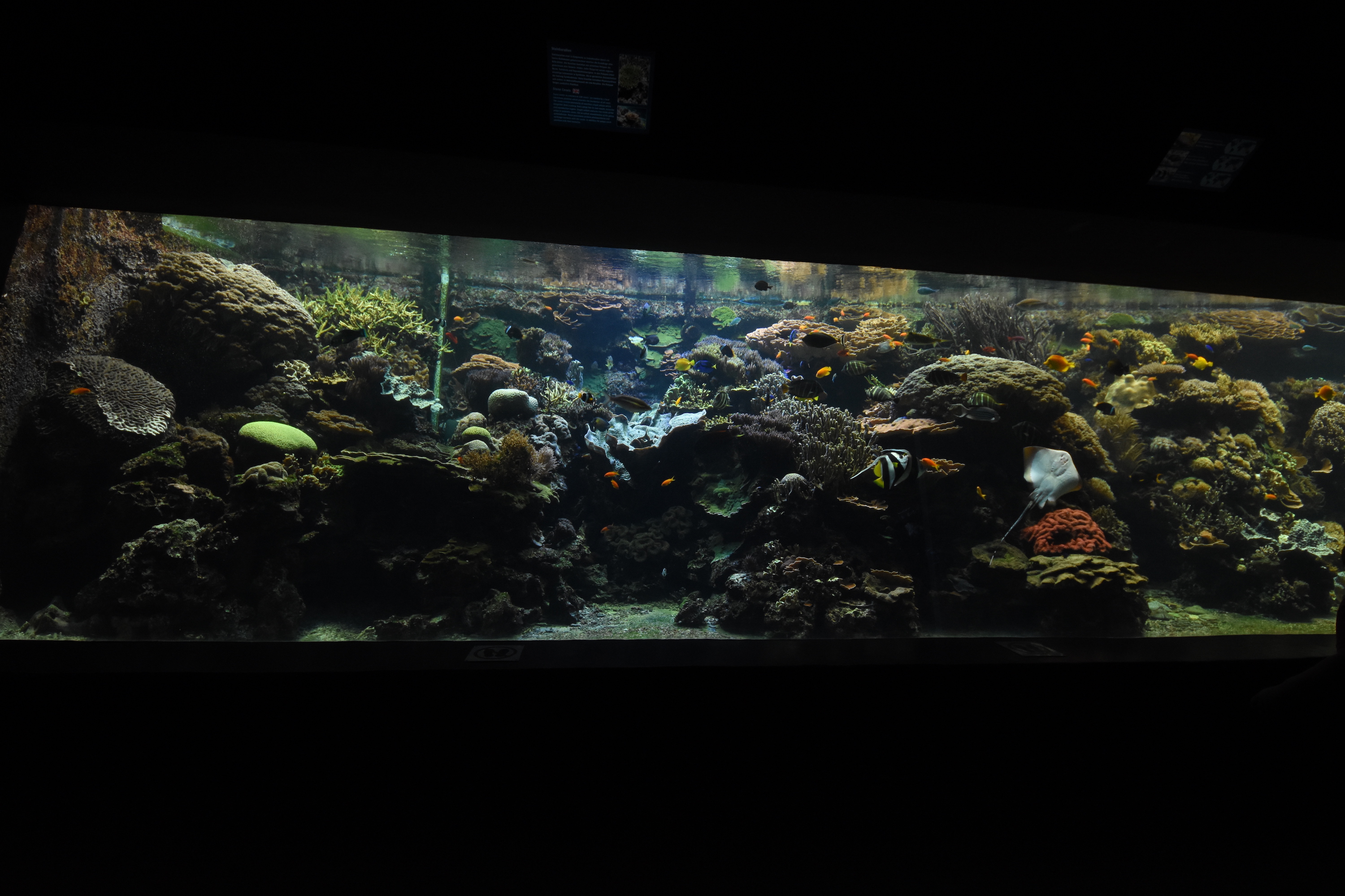 Tropenaquarium - Living coral reef tank