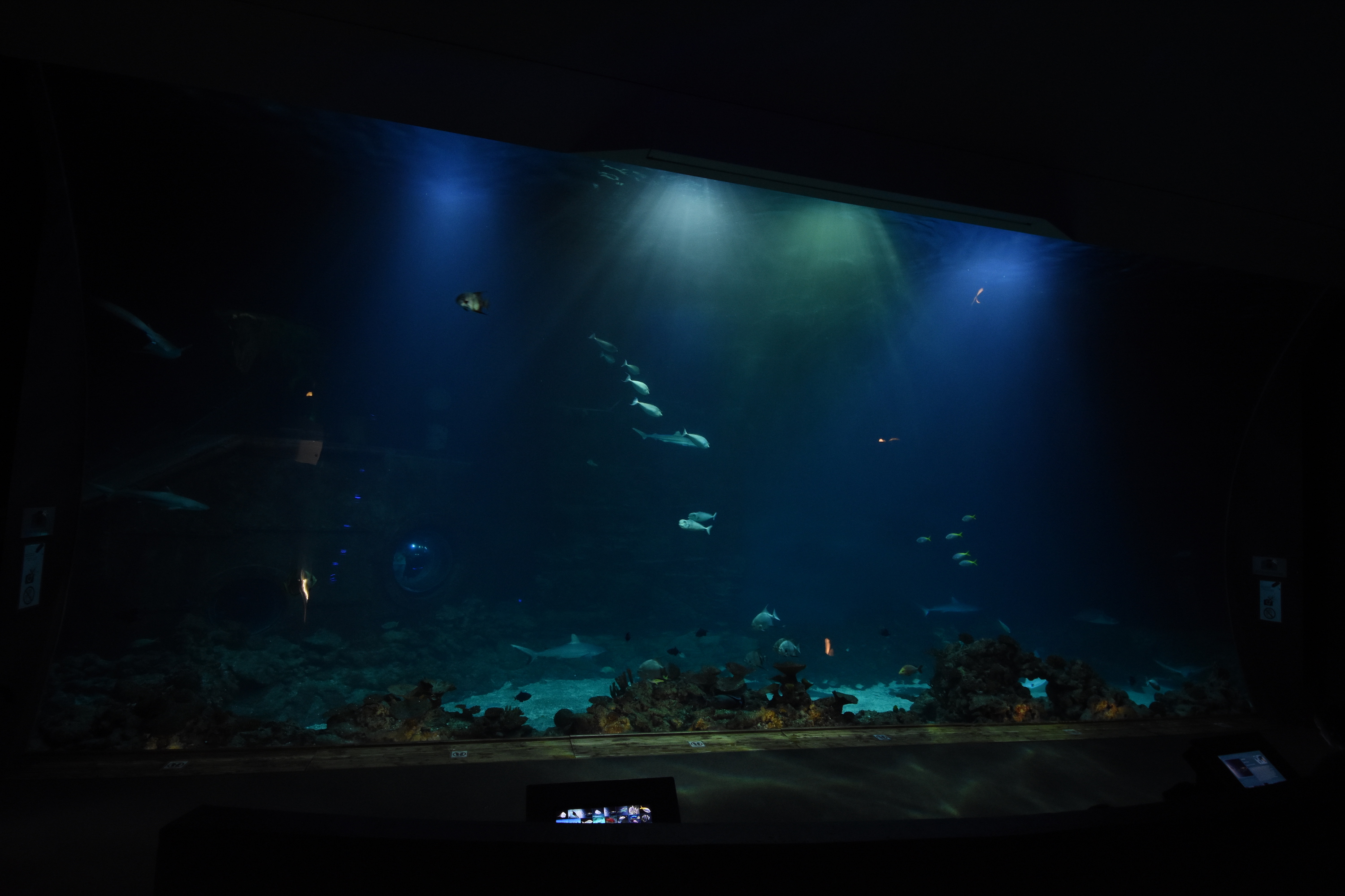 Tropenaquarium - Main tank