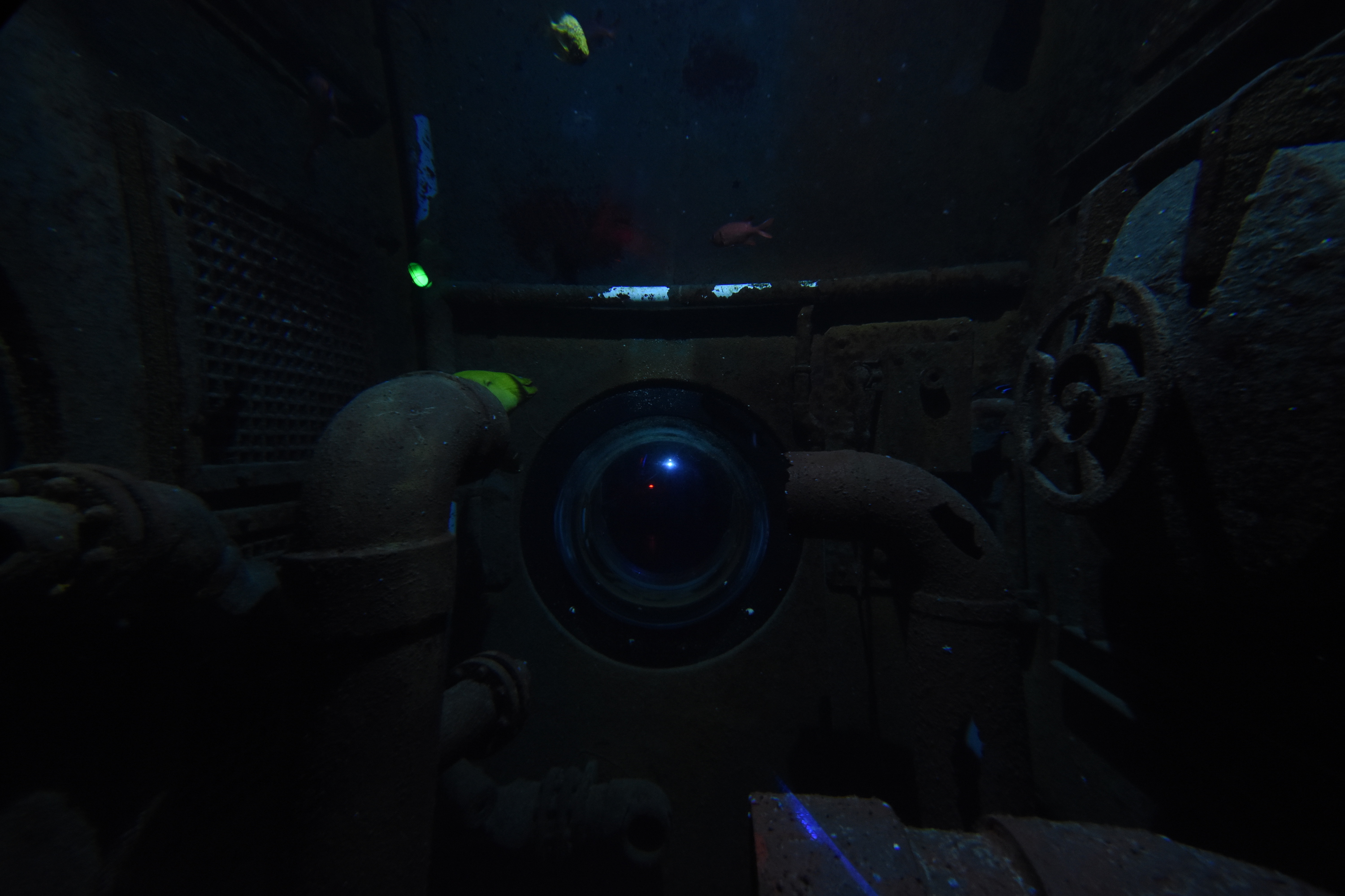 Tropenaquarium - Moray eel tank