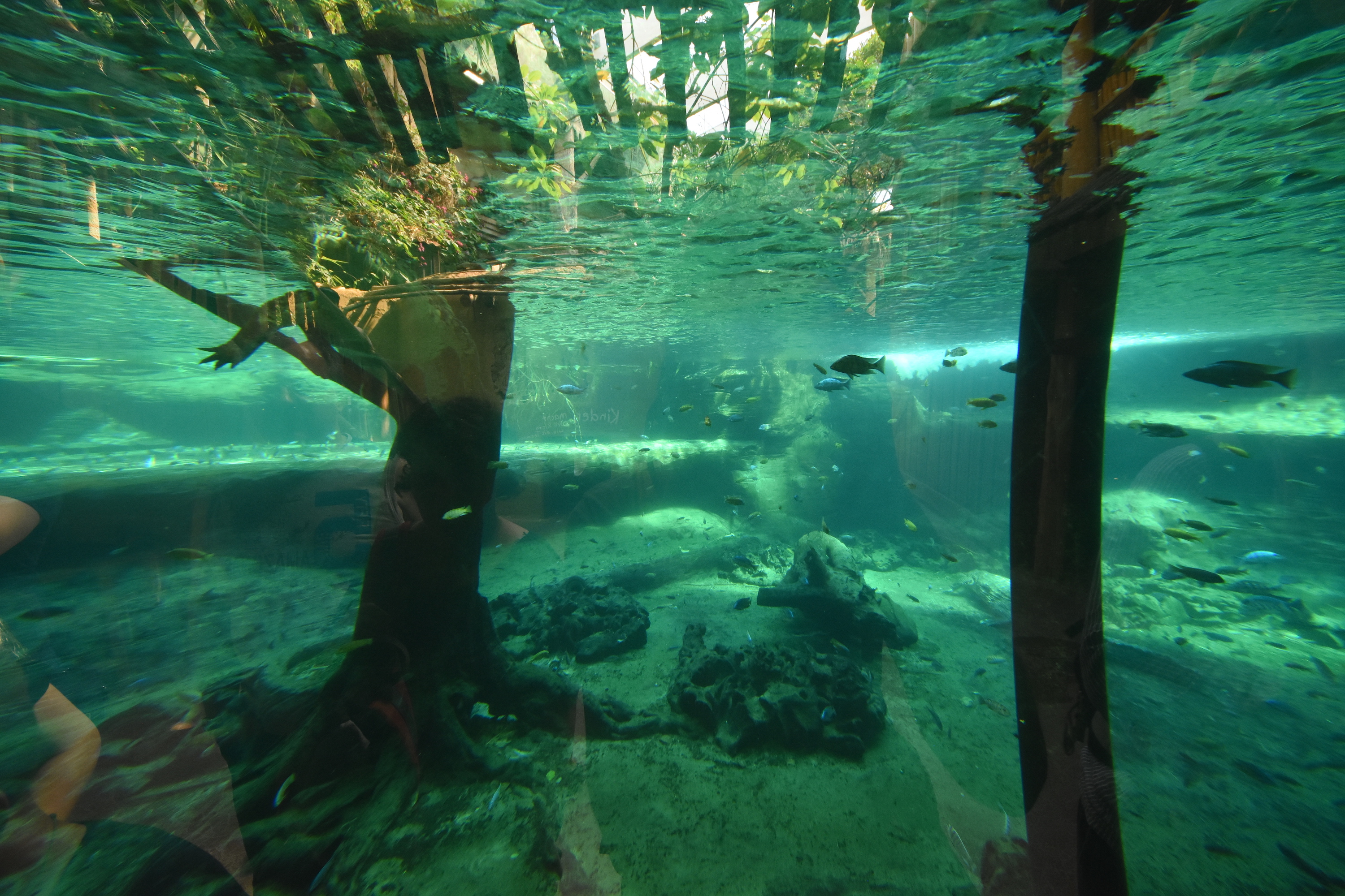 Tropenaquarium - Nile crocodile underwater
