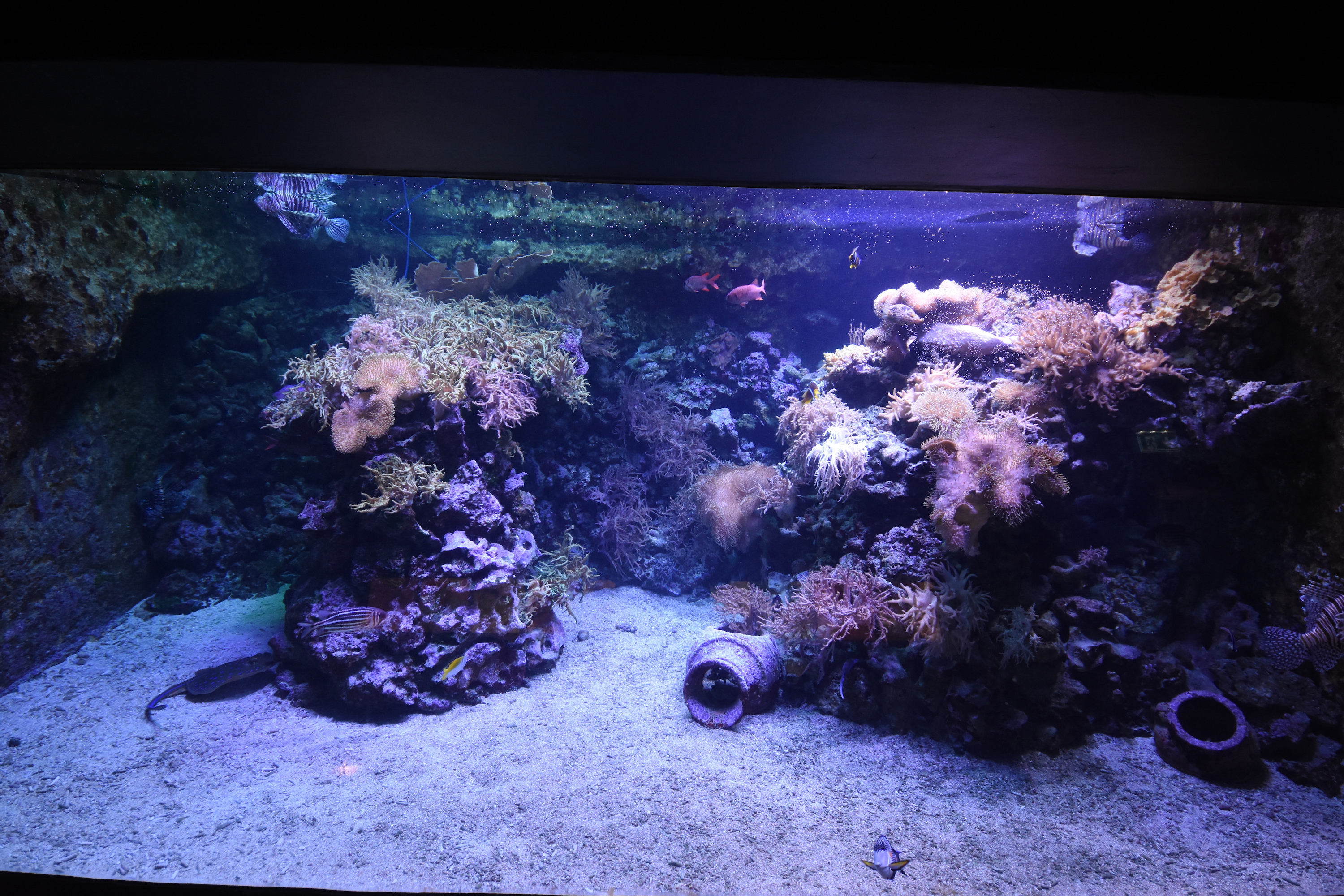 Tropenaquarium - Red sea tank