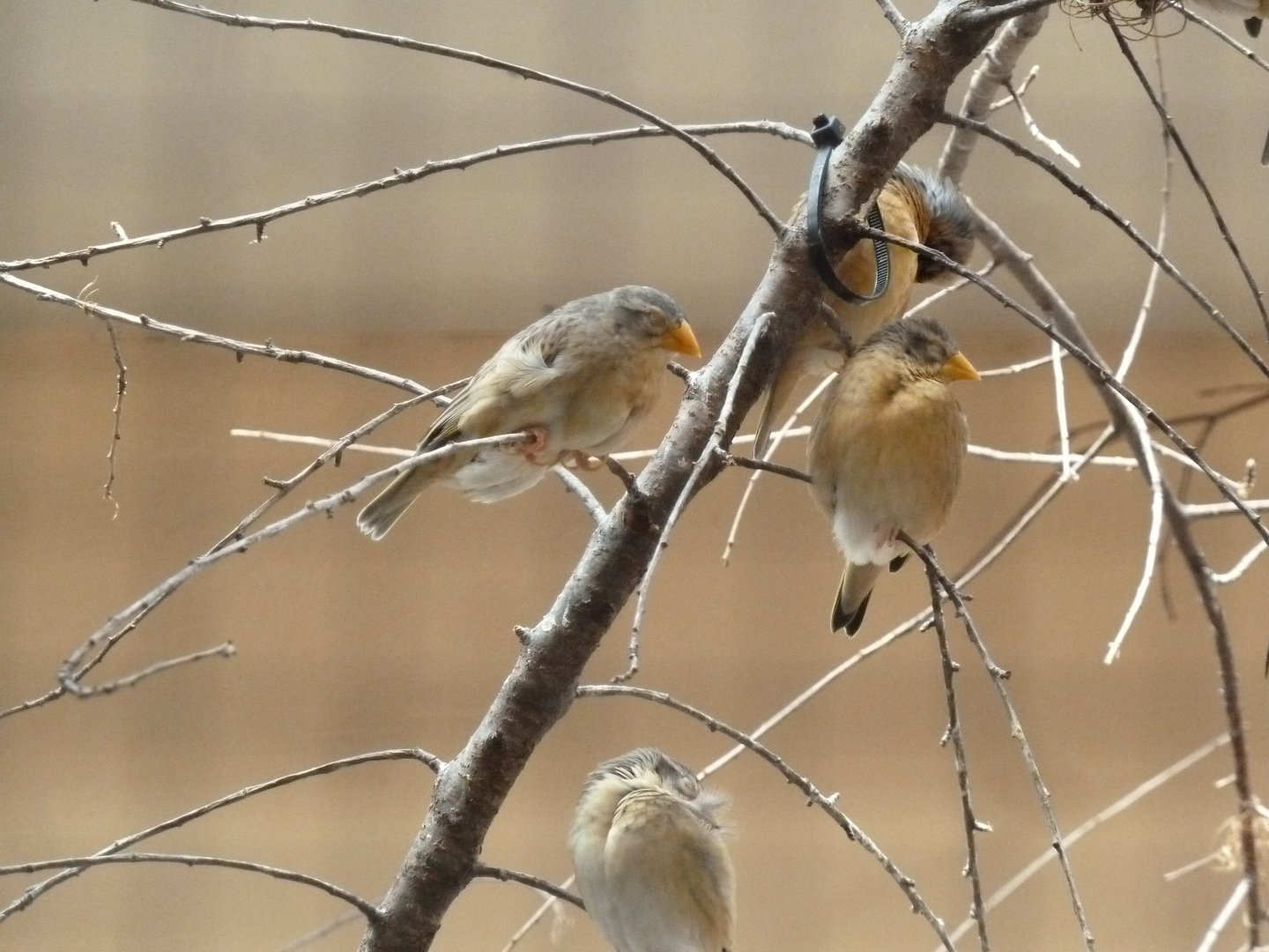 Tropenhalle (birdhouse) Africa aviary - species identity?