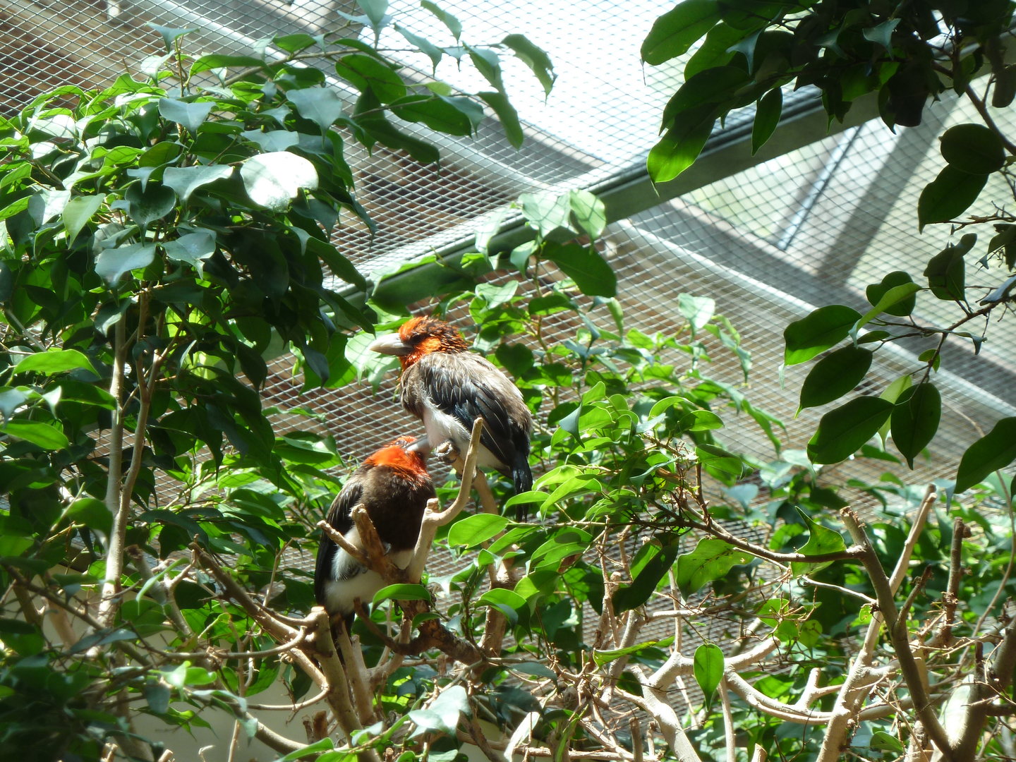 Tropenhalle (birdhouse)- Brown-breasted barbet - Pogonornis melanopterus